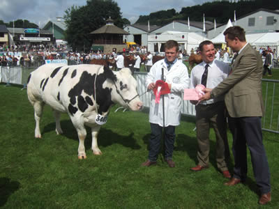 Boomer Armani 1st prize class 517 and best female in calf or maiden